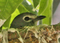 Link to Video of Plumbeous in Nest