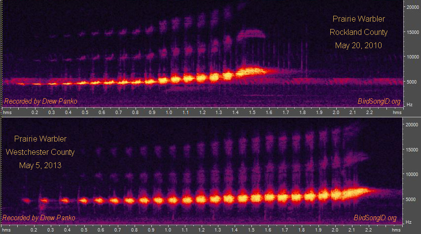 Comparison of the Songs of 2 Different Prairie Warblers