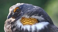Sooty Grouse has yellow air sacs
