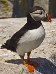 Atlantic Puffins Breed of the Coast of Maine