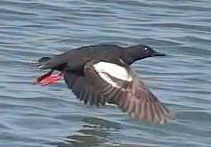 Pigeon Guillemot - lift off, after a running start