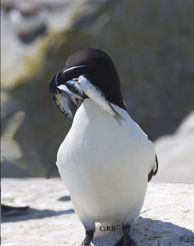 Razorbill with Fish for Young