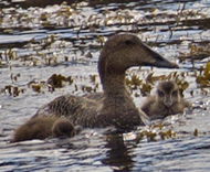 Common Eider hen with ducklings