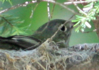 Acadian Flycatcher:  photo by Trudy Battaly