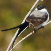 Fork-tailed Flycatcher watches for insects