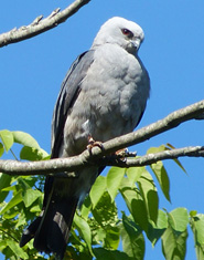 Mississippi Kite