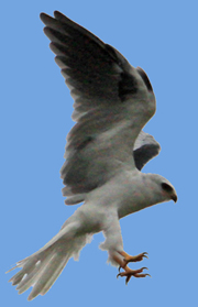 White-tailed Kite pounces on prey