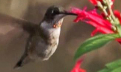 Gorget of Ruby-throated immature male. Click for video.