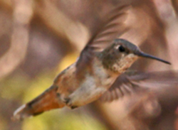 Rufous Hummingbird at Lenoir Sanctuary
