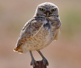 Burrowing Owl on Post, a Great Vantage Point