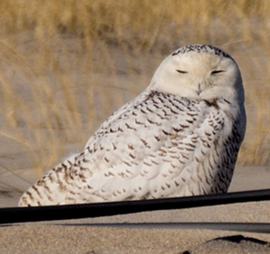 Snowy Owl sleeps on the beach