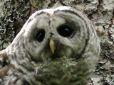 Barred Owl