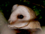 Barn Owl