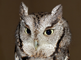 Eastern Screech-owl