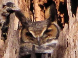 Great Horned Owl