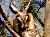 Long-eared Owl
