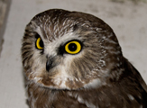 Northern Saw-whet Owl