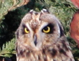 Short-eared Owl