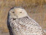 Snowy Owl