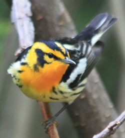 Cape May Warbler at Forest Park, G. Battaly